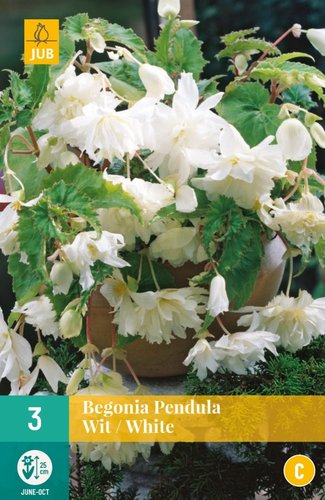 JUB Holland Begonia Pendula Wit