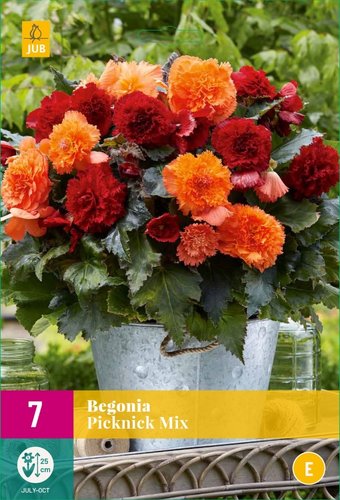 JUB Holland Begonia Picknick Mix