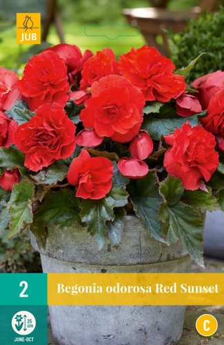 JUB Holland Begonias Cascade Odorosa Red Sunset