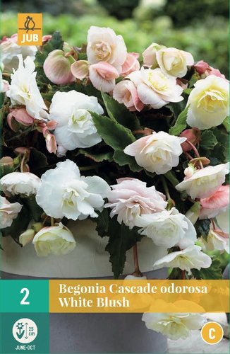 JUB Holland Begonias Cascade Odorosa White Blush