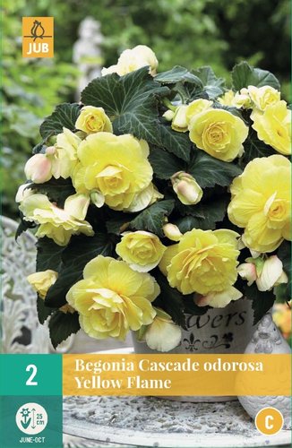 JUB Holland Begonias Cascade Odorosa Yellow Flame