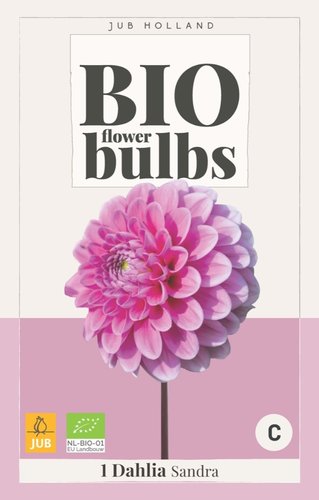 JUB Holland Bio Dahlia Sandra