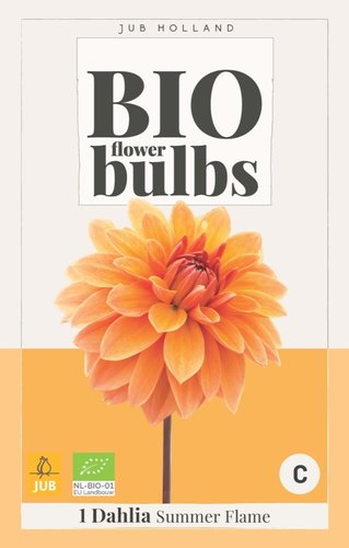 JUB Holland Bio Dahlia Summer Flame
