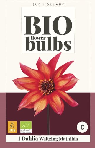 JUB Holland Bio Dahlia Waltzing Mathilda