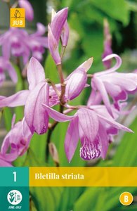 JUB Holland Bletilla Striata
