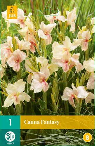 JUB Holland Canna Fantasy