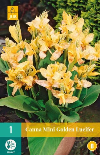 JUB Holland Canna Mini Golden Lucifer