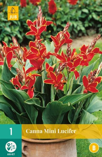 JUB Holland Canna Mini Lucifer