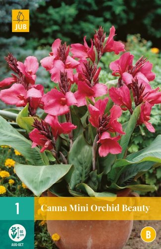 JUB Holland Canna Mini Orchid Beauty