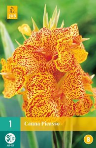 JUB Holland Canna Picasso
