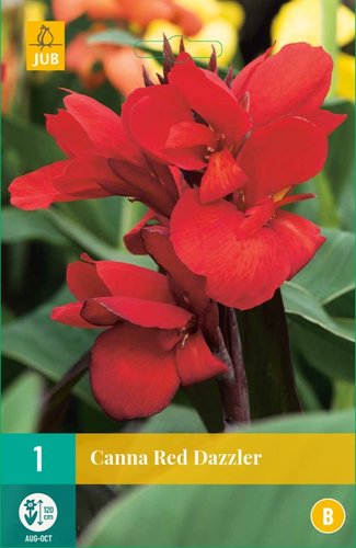 JUB Holland Canna Red Dazzler