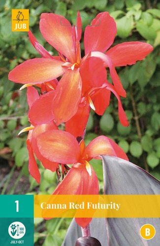 JUB Holland Canna Red Futurity