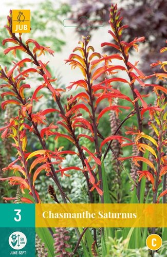 JUB Holland Chasmanthe Saturnus