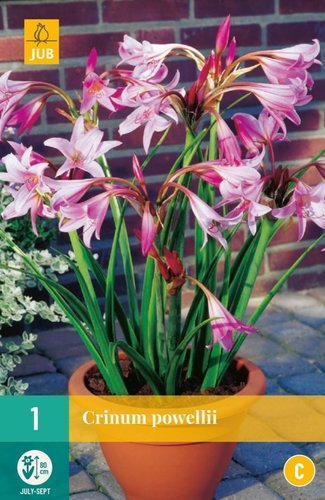 JUB Holland Crinum Powellii