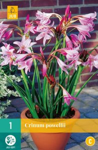 JUB Holland Crinum Powellii