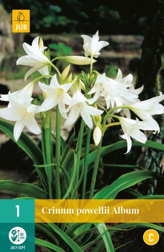 JUB Holland Crinum Powellii Album