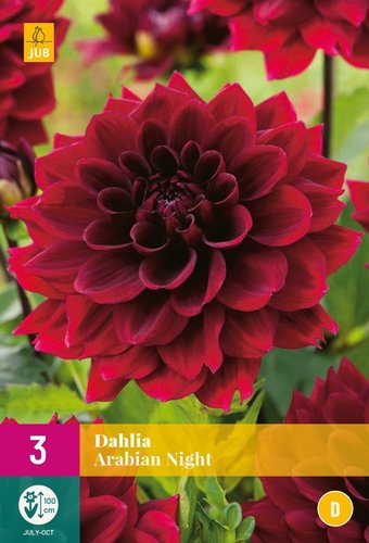 JUB Holland Dahlia Arabian Night