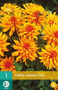 JUB Holland Dahlia Autumn Fairy