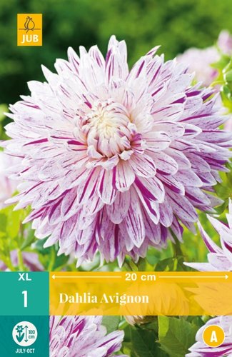 JUB Holland Dahlia Avignon