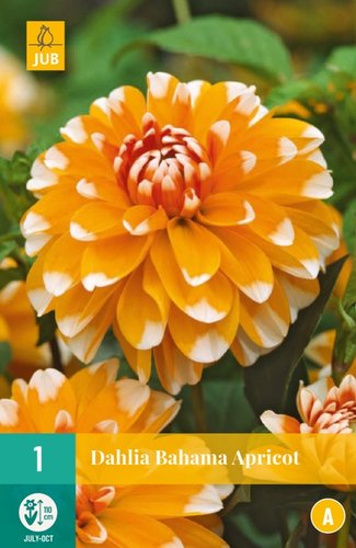 JUB Holland Dahlia Bahama Apricot
