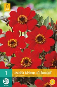 JUB Holland Dahlia Bishop Of Llandaff