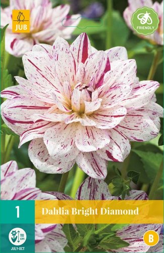 JUB Holland Dahlia Bright Diamond