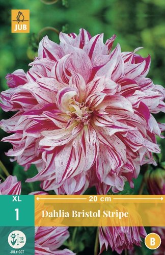 JUB Holland Dahlia Bristol Stripe