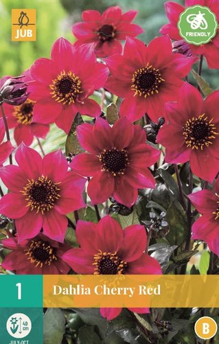 JUB Holland Dahlia Cherry Red