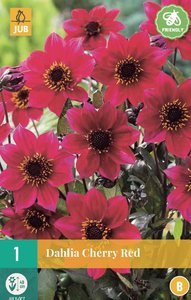 JUB Holland Dahlia Cherry Red