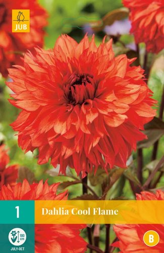 JUB Holland Dahlia Cool Flame