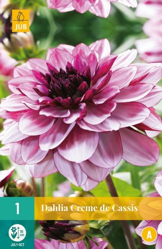 JUB Holland Dahlia Creme De Cassis