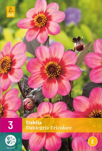 JUB Holland Dahlia Dahlegria Tricolore
