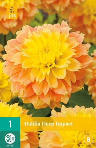 JUB Holland Dahlia Deep Impact