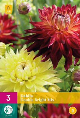 JUB Holland Dahlia Double Bright Mix