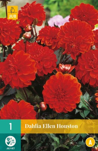 JUB Holland Dahlia Ellen Houston
