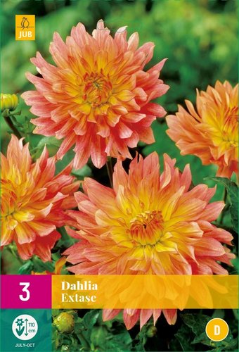 JUB Holland Dahlia Extase