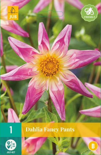 JUB Holland Dahlia Fancy Pants