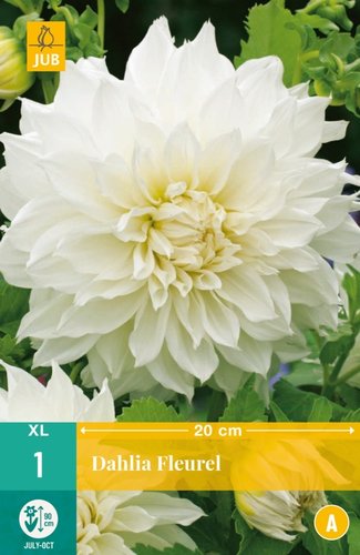 JUB Holland Dahlia Fleurel