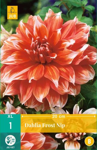 JUB Holland Dahlia Frost Nip