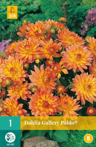 JUB Holland Dahlia Gallery Pablo®