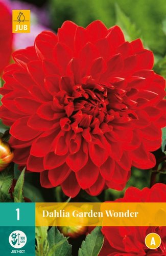 JUB Holland Dahlia Garden Wonder