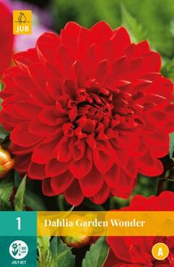 JUB Holland Dahlia Garden Wonder