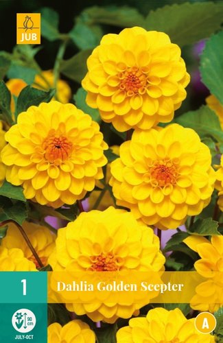 JUB Holland Dahlia Golden Scepter