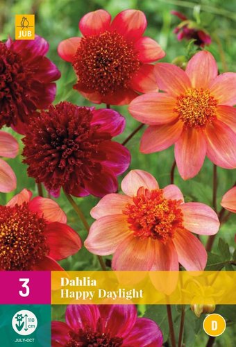 JUB Holland Dahlia Happy Daylight