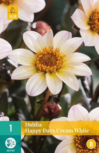 JUB Holland Dahlia Happy Days Cream White