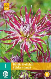 JUB Holland Dahlia Hollyhill Spiderwoman