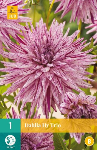 JUB Holland Dahlia Hy Trio