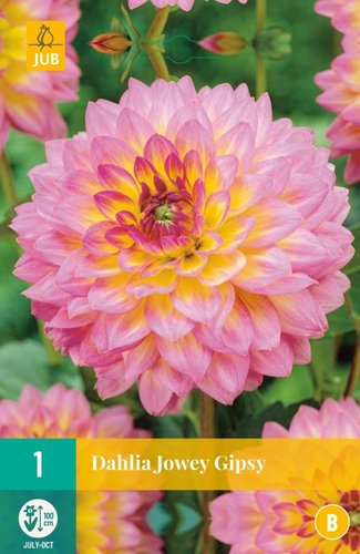 JUB Holland Dahlia Jowey Gipsy