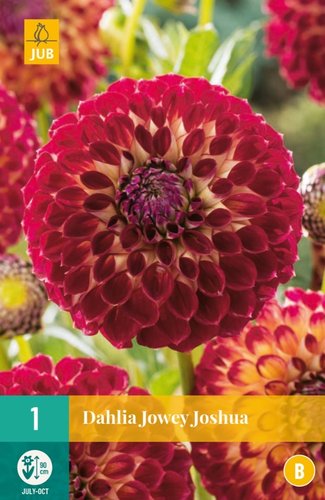JUB Holland Dahlia Jowey Joshua