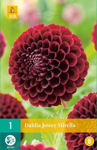 JUB Holland Dahlia Jowey Mirella